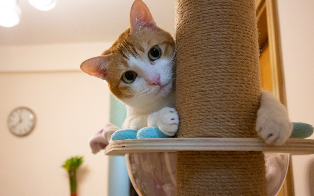 Cat Scratchers and Towers: Essential Furniture for Your Feline Friend