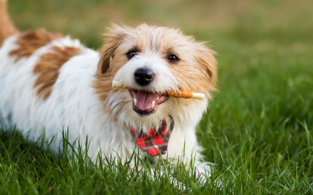 Pet Dental Care: Top Products to Maintain Your Pet’s Oral Hygiene