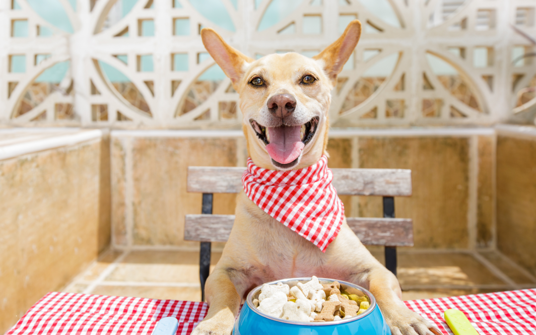 Top Feeding Accessories for Pets: From Simple Bowls to Smart Dispensers