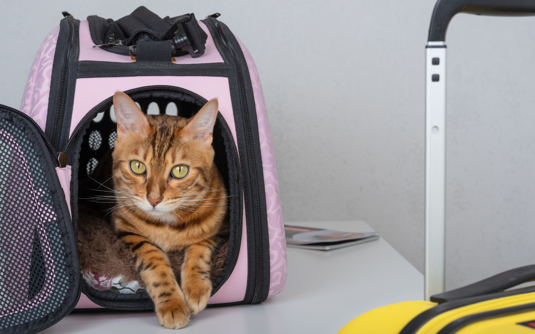 Pet Travel Essentials: What to Pack for Road Trips and Vacations